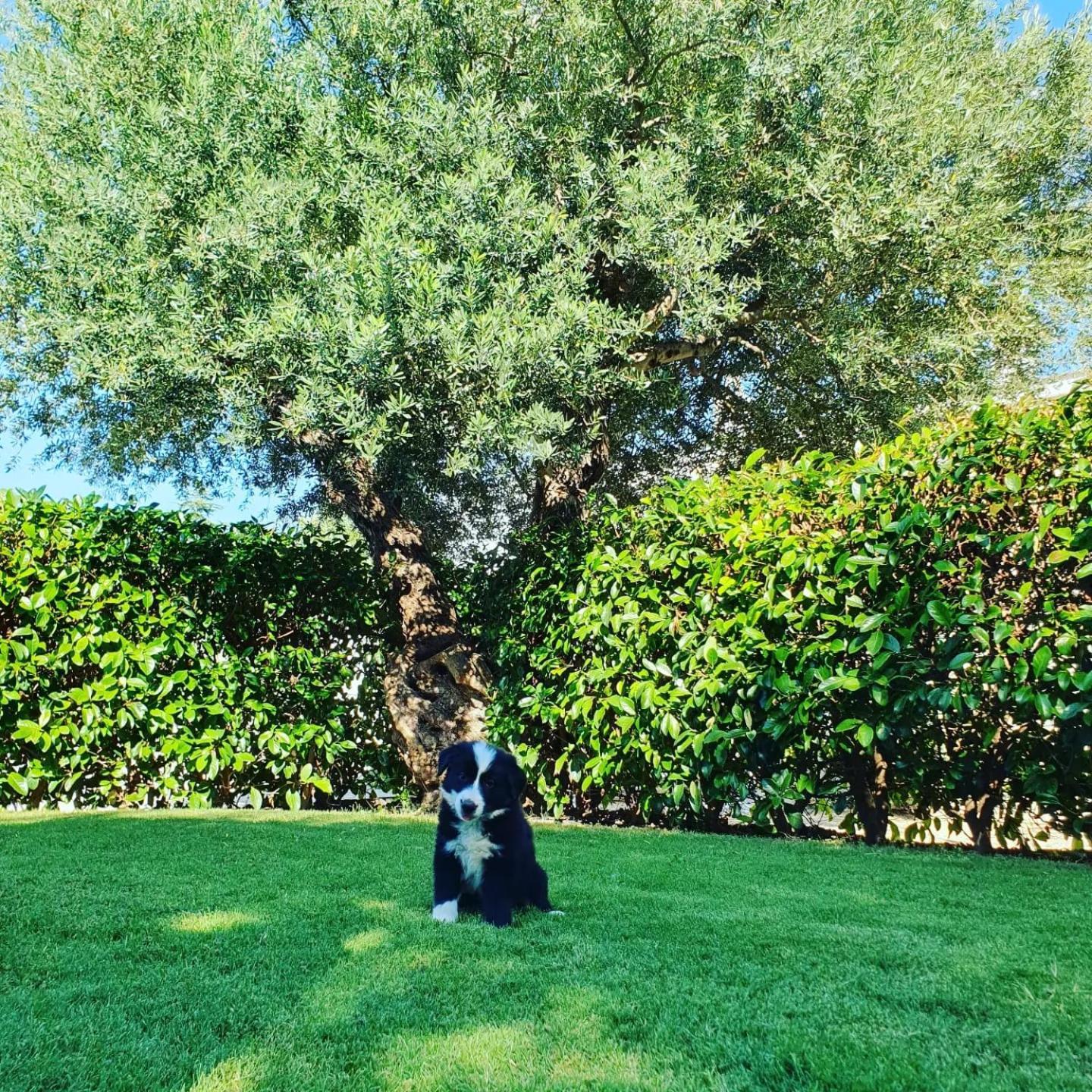 Masseria Strada Agriturismo جينوسا المظهر الخارجي الصورة